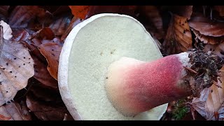 Caloboletus calopus – Boletus amargo de pie bonito  The Bitter Beech Bolete [upl. by Mack605]