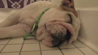 My Loud Snoring Bulldog Puppy [upl. by Donnie639]