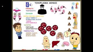 Toxoplasmosis toxoplasma gondii [upl. by Weissman]