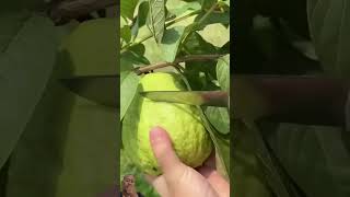 Jambu Buah Vita [upl. by Ahsilyt]