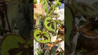 Proven Winners Houseplants  What’s New for 2024 plants houseplants [upl. by Johppa352]