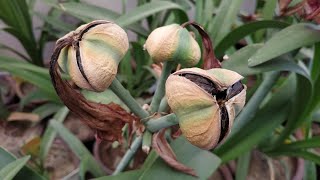 Harvesting Amaryllis Seeds  Hippeastrum Seeds Collecting [upl. by Adnovoj940]