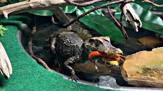 CROCODILECAIMAN FEEDING ON CRAWFISH Cute but dangerous [upl. by Aaron]