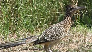 A Roadrunner [upl. by Pirozzo]