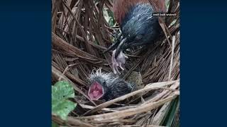 Philippines COUCAL BREEDING kokok sabukot [upl. by Ylus942]