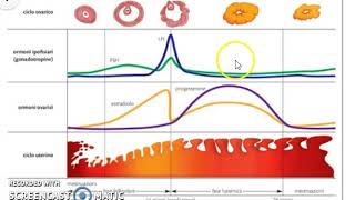 ciclo mestruale [upl. by Yumuk]