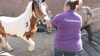 Déménagement hors du commun des chevaux du refuge 4 Balzanes [upl. by Bobette]