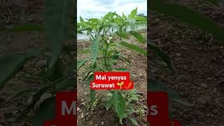 Mirchi yenyas suruwat 🌱🌶️mirchi niyojan lagwad shetkari viralshorts farmer solor thar 🌱🌶️ [upl. by Ori]