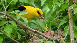 The Elusive European Golden Oriole Nesting in an Elder Shrub  Oriolus oriolus [upl. by Htabmas]