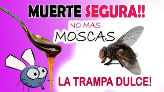 Cómo eliminar las Moscas de la casa ¡¡EL MEJOR TRUCO [upl. by Aluin]