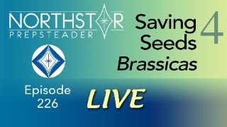 Saving SEEDS 4  BRASSICAS • NORTHSTAR Live Epl 226 [upl. by Natlus]