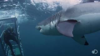 18Foot Shark Attacks Cage  Great White Serial Killer [upl. by Solotsopa492]