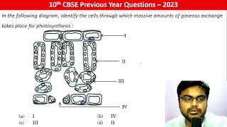 In the following diagram identify the cells through which massive amounts of gaseous exchange [upl. by Ahteral]