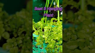 Hanging Plant Tour  Hanging Plant shortvideo garden gardening shorts [upl. by Kerekes]