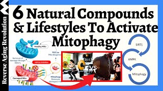 AUTOPHAGY amp MITOPHAGY  6 NATURAL Compounds amp Lifestyles To Activate [upl. by Linders]