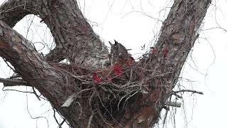 great horned owl nest [upl. by Eitak]