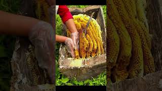 Natural honey comb 🍯 harvesting process💗 honey shorts [upl. by Kaczer]