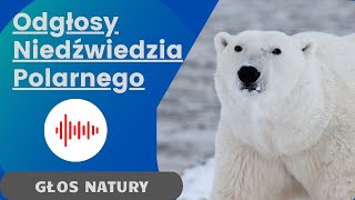 Odgłosy Niedźwiedzia Polarnego [upl. by Anniala315]