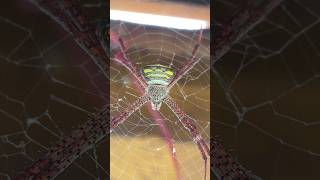 Scary Beautiful Spider 🕸️ shorts scary creepy spider insects bug [upl. by Beghtol]