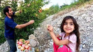 Harvesting homemade pomegranates in the mountains of Mangesht Sidon Khuzestan [upl. by Aicenet]