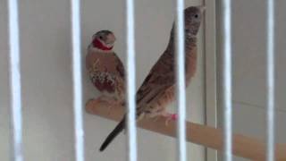 Cut Throat Finches [upl. by Enedan]