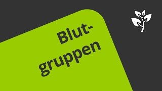 Wie werden die Blutgruppen AB0 und der Rhesusfaktor vererbt  Biologie  Genetik [upl. by Burd637]