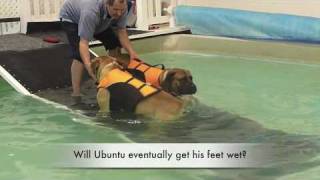 Boerboels indoor swim time [upl. by Wendie]