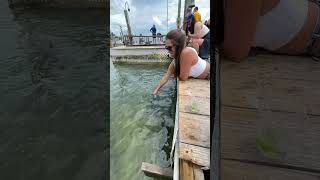 Feeding the tarpon at Robbie’s tarpon islamorada floridakeys [upl. by Derte]