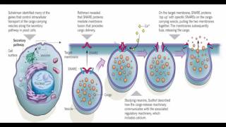 فيديوشيق عن الاكزوسيتوز Lexocytose [upl. by Celestia]