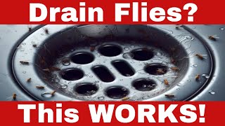 How to Eliminate Drain Flies Quickly and Effectively in Just 5 Steps [upl. by Eiralam776]