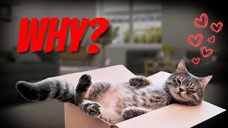 Why Do Cats Love Boxes [upl. by Nanahs]