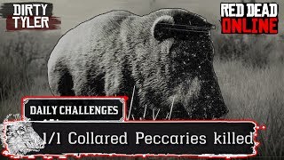 Collared Peccary Pig RDR2 Daily Challenges Peccaries Location Red Dead Online [upl. by Acirea]