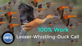 Lesser Whistling Duck Call [upl. by Wulfe342]