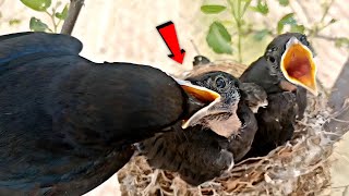 Mother drongo puts her full beak in babies throat birdslife00 [upl. by Katey]