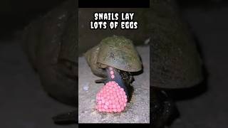 Snails lay lots of eggs snail [upl. by Hufnagel]