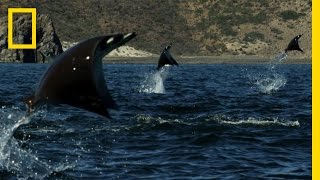 Gigantic School of Rays  Untamed Americas [upl. by Pyle]