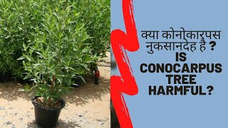 Is Conocarpus tree harmful Myths and facts about Conocarpus  क्या कोनोकारपस नुकसानदेह है [upl. by Pauline]