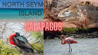 NORTH SEYMOUR ISLAND  BIRD PARADISE  GALAPAGOS BEST ISLAND [upl. by Mastic]