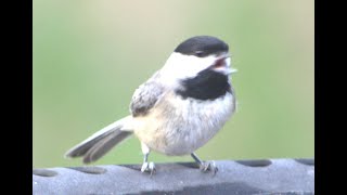 Carolina Chickadee [upl. by Adne]