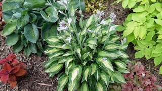 All My Hostas Garden Tour Minnesota Zone 5a [upl. by Nairolf]