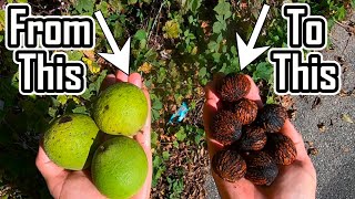 How To Process Black Walnuts Removing The Hulls Easy [upl. by Buehrer617]