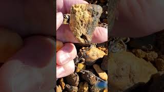 How to find a fossil  ancient marine coral [upl. by Yasmeen]