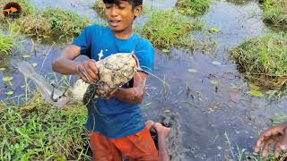 😲Unbelievable Boys Searching amp Catching Big Shoal fish in Mud Water❤️Unique Hand Fishing Video [upl. by Lamej]