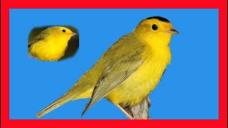 Wilsons Warbler Song Wilsons Warbler Call Sound Reinita De Wilson Canto  Cardellina Pusilla [upl. by Ardnahs]