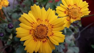 99🌿🥀Whole year 🌹heavy🌻 flowering 🥀easy to grow🌿🥀 hardy🌻 COREOPSIS🌻TICK SEED🐛 care Tips [upl. by Vijar]