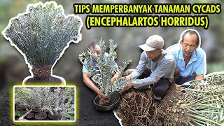 TIPS MEMPERBANYAK ENCEPHALARTOS HORRIDUS  TANAMAN CYCADS [upl. by Adraynek302]