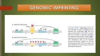 GENOMIC IMPRINTING EPIGENETICSMALAYALAM Molecular Biology MSc Botany [upl. by Belldas]