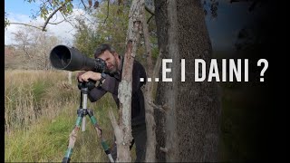 Dove sono finiti i Daini  Riflessioni fotografiche [upl. by Rebmyk]