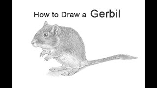 How to Draw a Gerbil [upl. by Aihsiym]