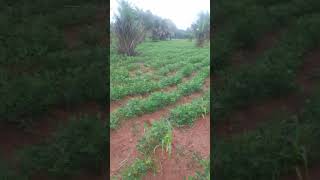 Plantes darachides et mais farming africa nature [upl. by Gilligan688]